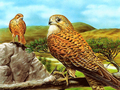 Xogo Slide Birds of Prey  en liña