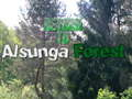 Xogo Regreso ao bosque de Alsunga  en liña