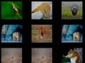 Xogo Memoria animal  en liña