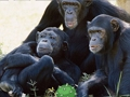 Xogo Divertido chimpancé Jungle Escape  en liña