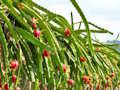 Xogo Fruit Dragon Fruit Fuga en liña