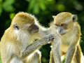 Xogo Monkey Jigsaw en liña