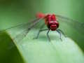 Xogo Dragon Fly Jigsaw en liña
