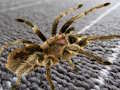 Xogo Diferenza oculta da araña  en liña