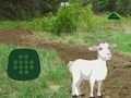 Xogo Cabra atopar ao neno en liña