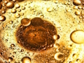 Xogo Rompecabezas de burbullas de aceite  en liña