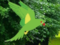Xogo Parrot atopar o niño en liña