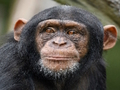 Xogo Jigsaw de chimpancé  en liña