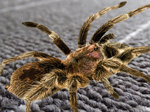 Xogo Diferenza de araña real  en liña